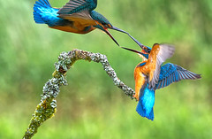 ~ Kingfishers ~