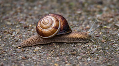 Snail / Escargot