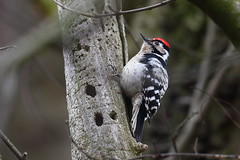Woodpeckers (Picidae)