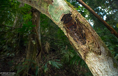 Borneo: Homoptera