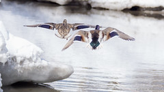 Canards du Québec - Quebec duck