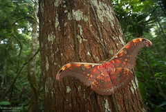 Borneo: Lepidoptera