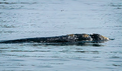 Humpback Whale in the Harbour