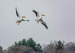 Monona Bay Pelicans