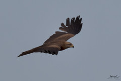 Milhafre-preto / Black kite (Milvus migrans)