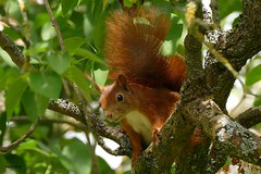 Eichhornchen squirrel