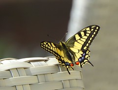 Butterfly - Schmetterling