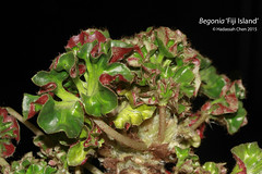 Begonia 'Fiji Island' （Begoniaceae）