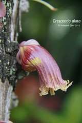 Cresecentia alata (Bignoniaceae)
