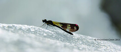 Aristocypha fenestrella (​Chlorocyphidae)