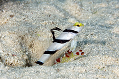 Reeffish