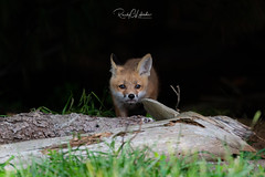 Red Fox - Vulpes vulpes | 2019