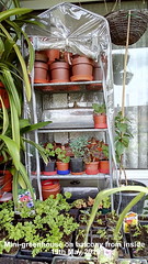 Mini-greenhouse 2019