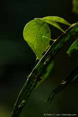 Katydids of Borneo