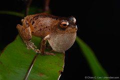 Frogs of Southeast Asia