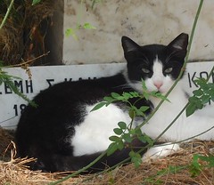 BEAUTIFUL CATS,DOGS, BIRDS and OTHER ANIMALS from GREECE