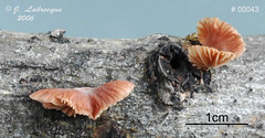Mycenaceae
