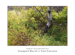 Chappell Marsh