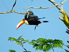 Guyana birding with Field Guides, Jan.  12-23, 2019