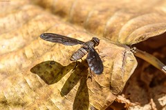 Madagascar 2018 - Diptera