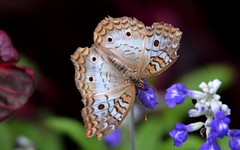 2019 Butterfly Show "Butterflies of Ecuador"