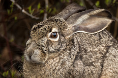 Rabbits / Hares
