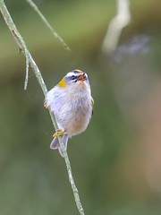 Goldcrest And Firecrest