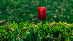 Tulips - Lale