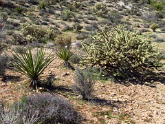 Mojave Desert in CA