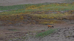 2019-04-19 American Camp Foxes
