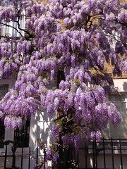 Locally, the well known wisteria in Marylebone, London