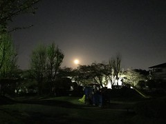 Night Spring Walk, Asukano @Nara,Apr2019