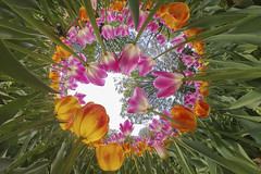 360° FLOWER & FOLIAGE PHOTOGRAPHY