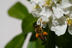 Abeilles - Bees