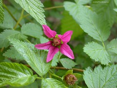 Brambles (Rubus) in Britain