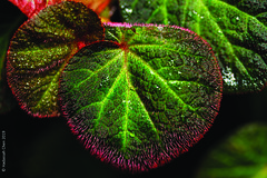 Begonia 'Manaus'