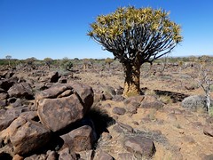 Quiver Tree Forest - Namibie