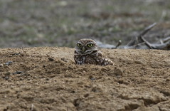 RMANWR Owls 4/15/19