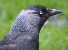 Jackdaw-Corvus Monedula