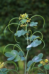FABACEAE-CAESALPINIOIDEAE - Senna obtusifolia
