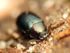 Two-horned Darkling Beetle