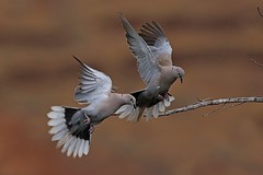 Pigeons and Doves - Columbidae - Tauben