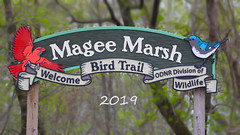 Magee Marsh,Ohio