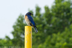 BIRDS - Eastern Bluebird
