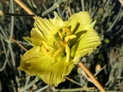 Fleurs en Namibie