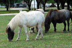 Horses Ponies Donkies