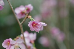 Sakura Matsuri Floral Display 2019