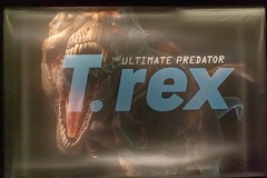 T. rex at AMNH