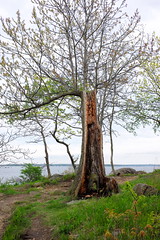 Resilient Tree, Orchard Beach