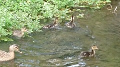 Family of Ducks, Cheltenham, UK